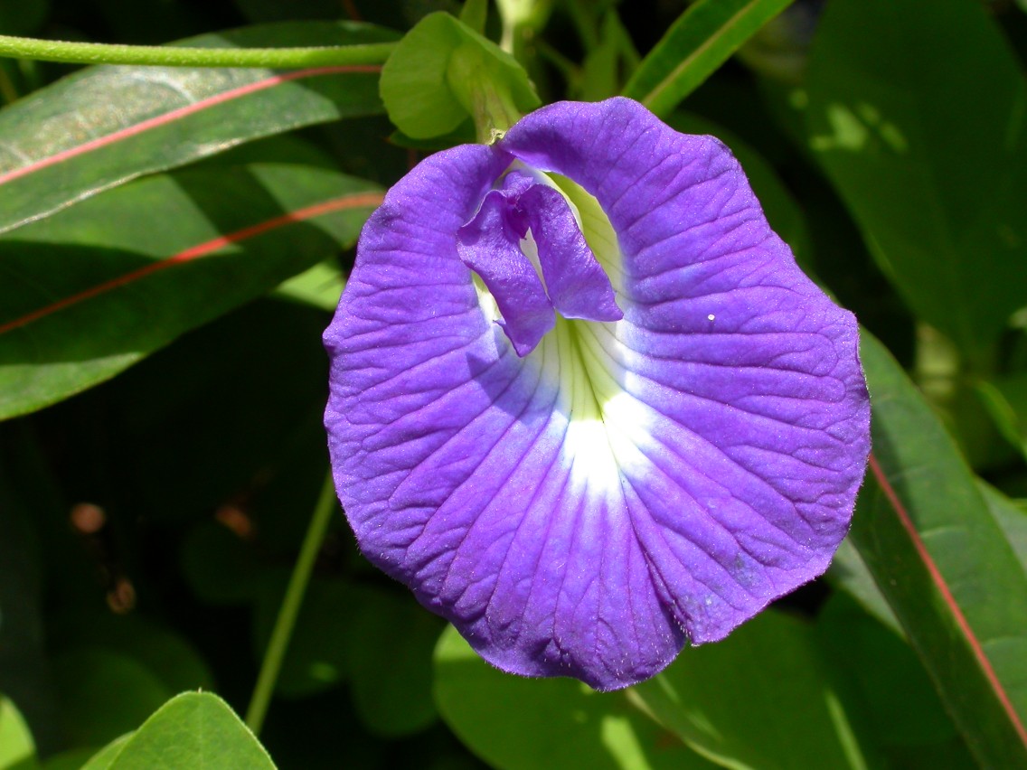 Clitoria_MS4124.JPG