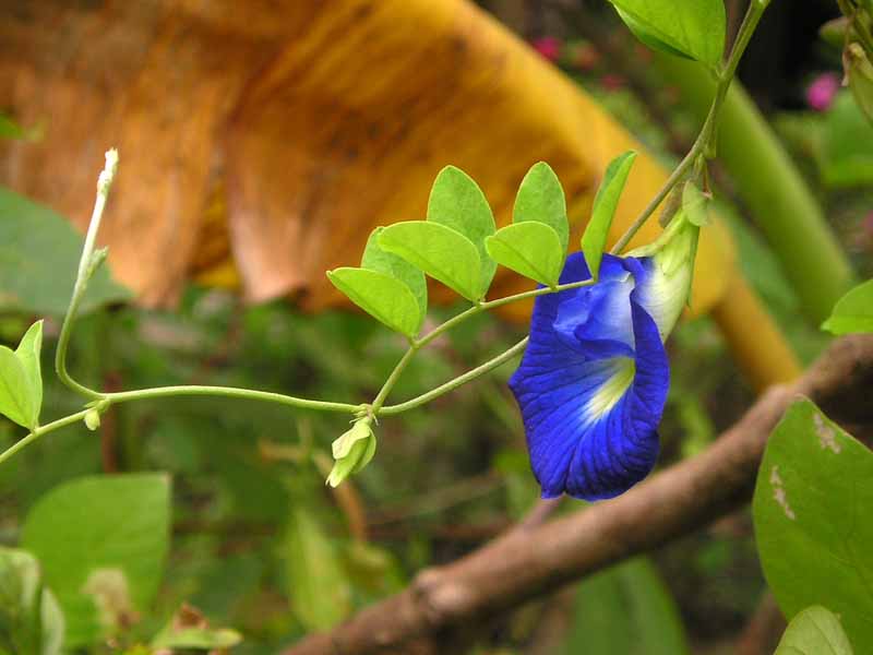 Clitoria_ternatea.jpg