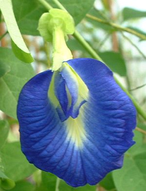 Clitoria_ternatea.jpg