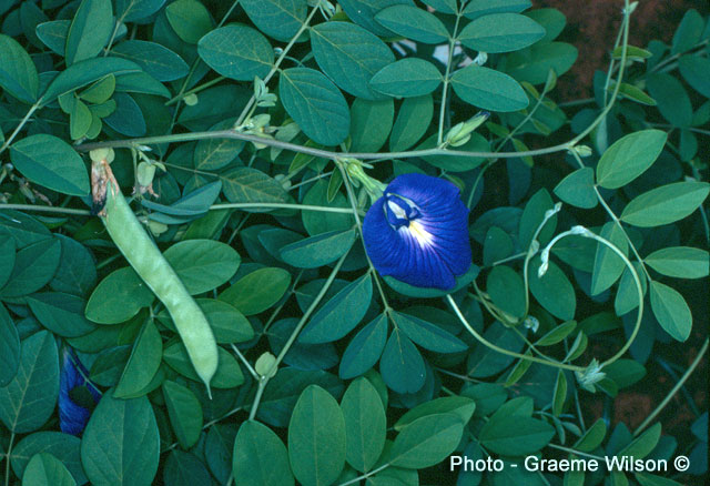 Clitoria_ternatea_05.jpg