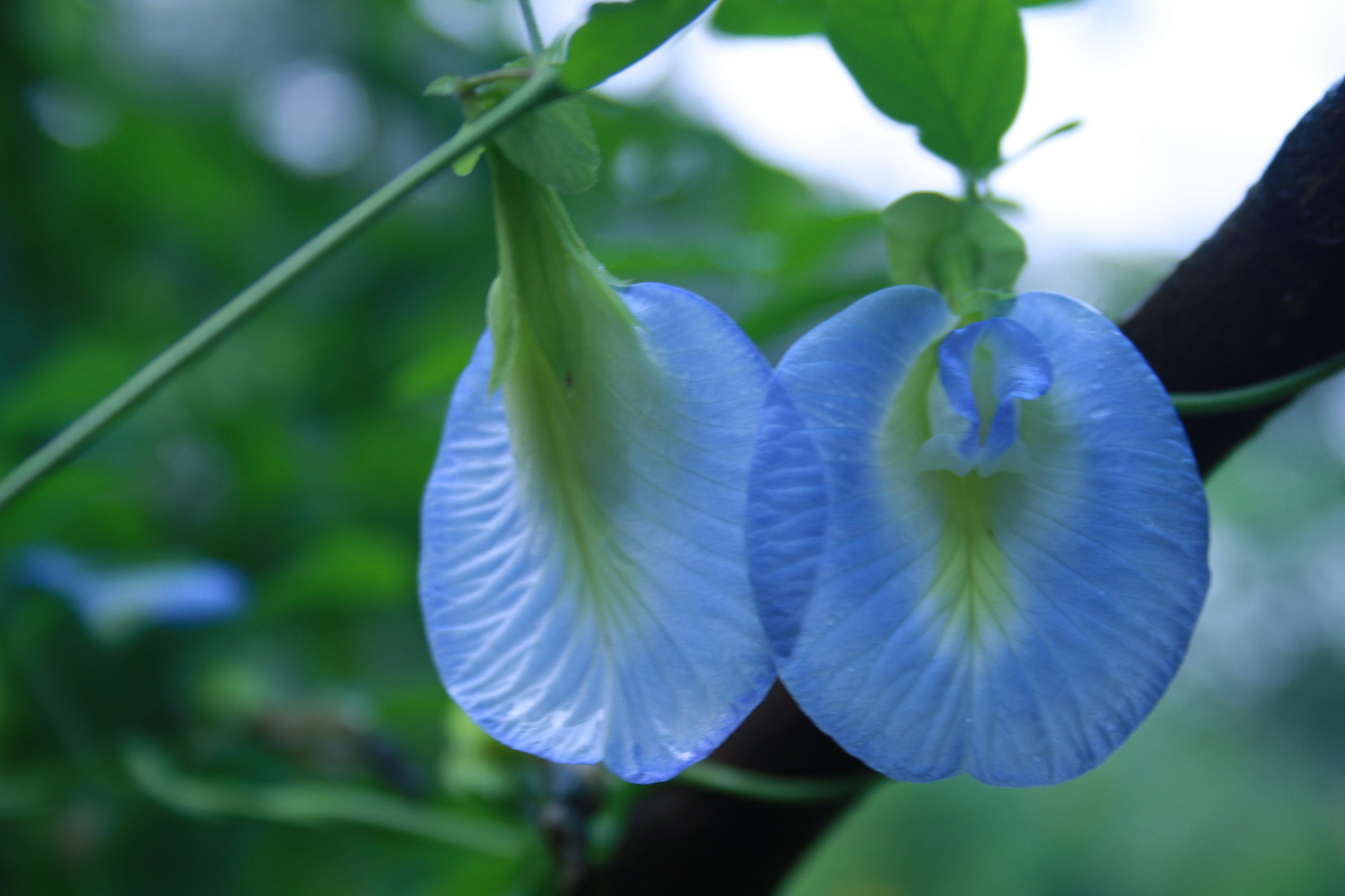 Clitoria_Ternatea_Front_and_back_sides.jpg