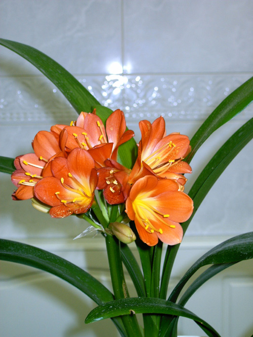 CLIVIA.jpg