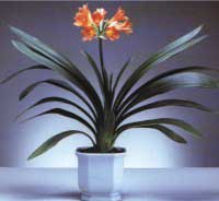 clivia.jpg
