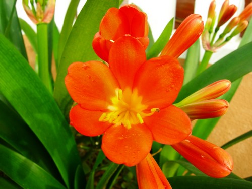 clivia.jpg