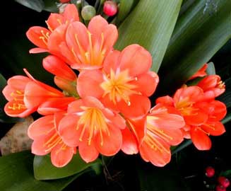 clivia-miniata-flores.jpg