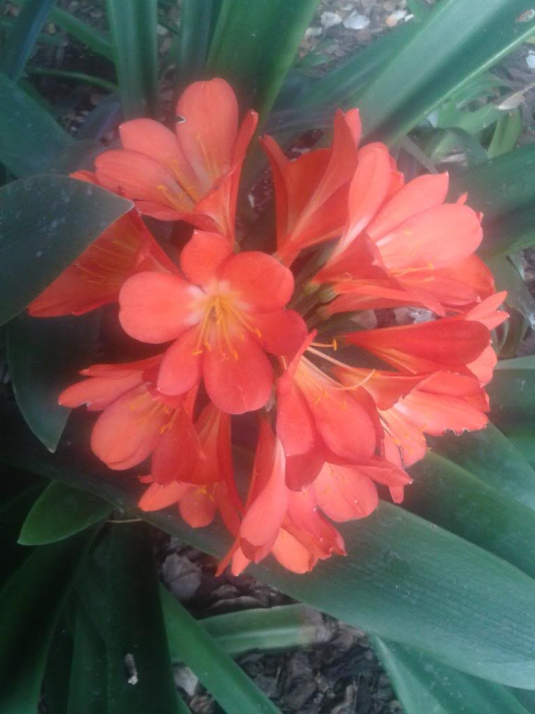 Clivia_zpsb6031757.jpg