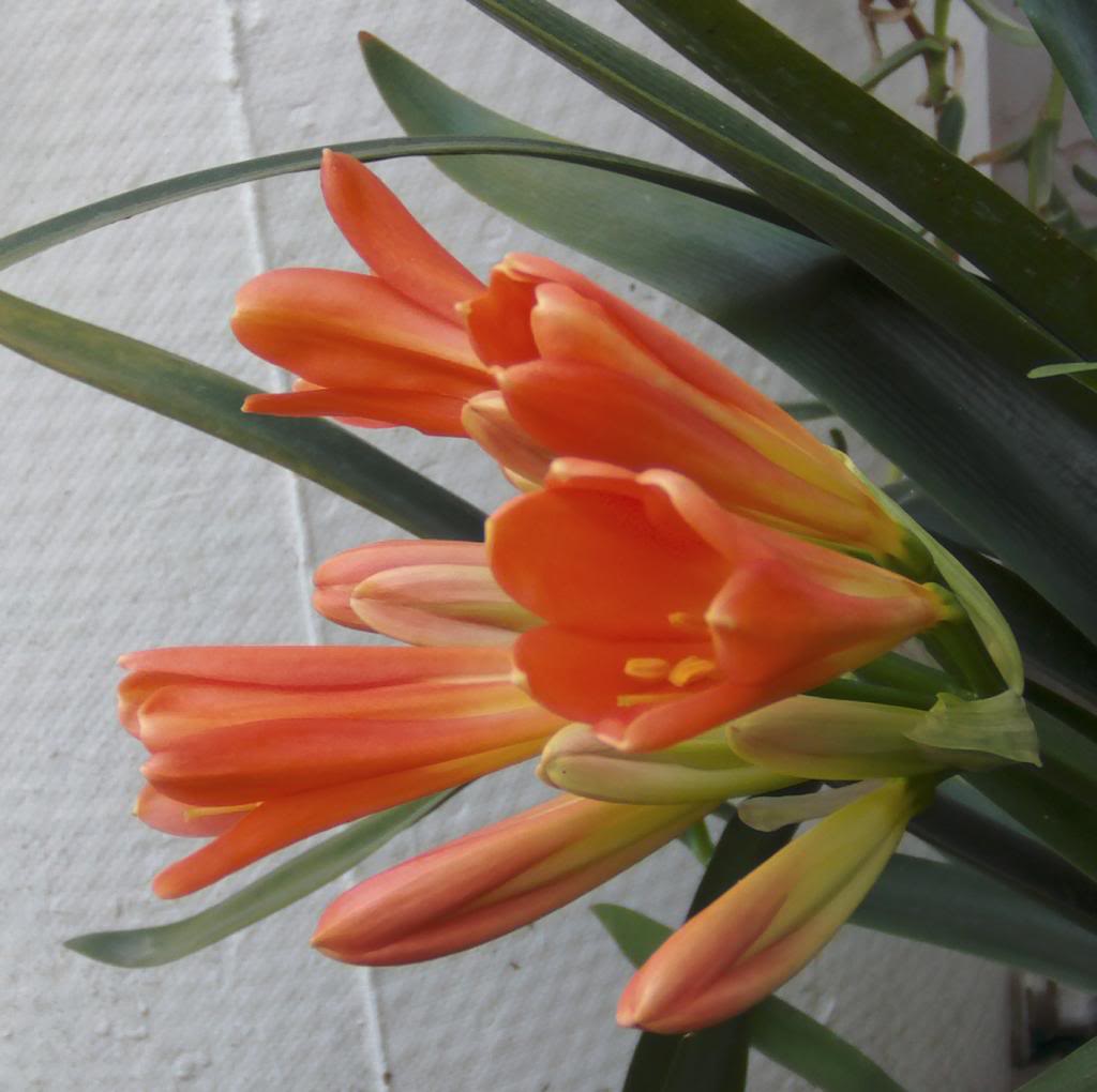 cliviasmarzo12_zps08b9c8a8.jpg