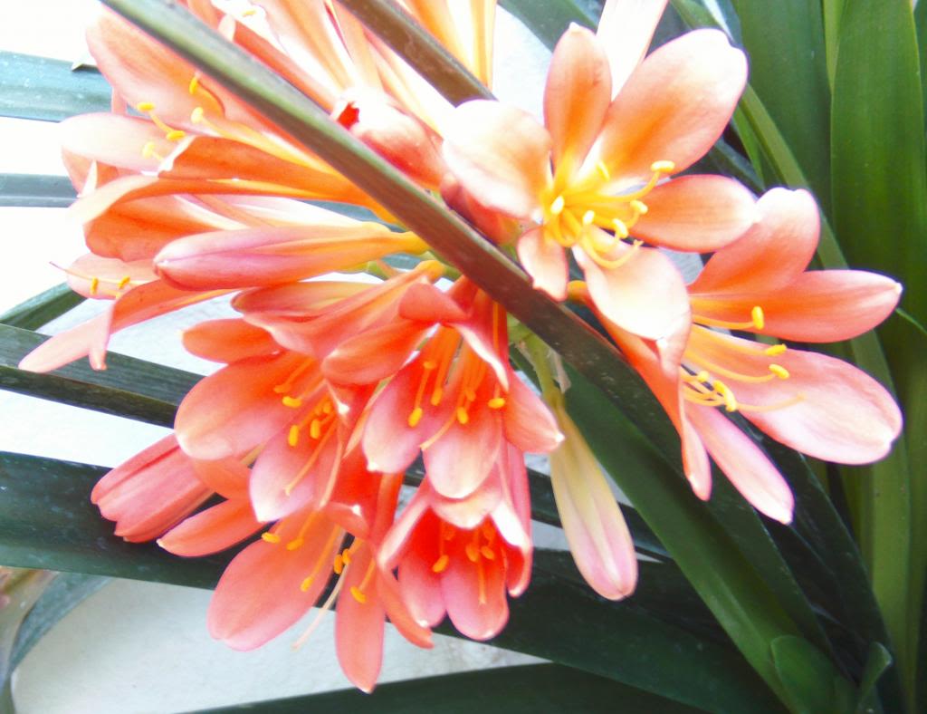 cliviasmarzo7_zps0fb2258f.jpg