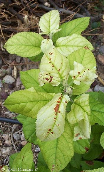 clorosispomera1.jpg