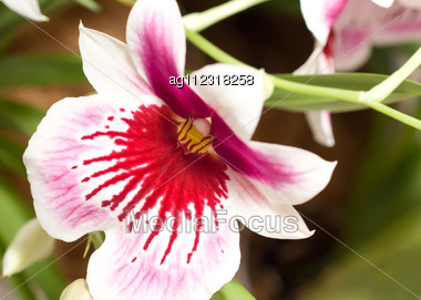 close-up-cymbidium-orchid-blossom-orchidaceae-keukenhof-ag112318258.jpg