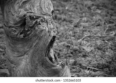 closeup-tree-that-looks-like-260nw-1352665103.jpg