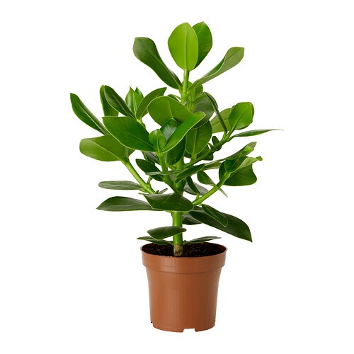 clusia-planta__0187961_PE340927_S4.JPG