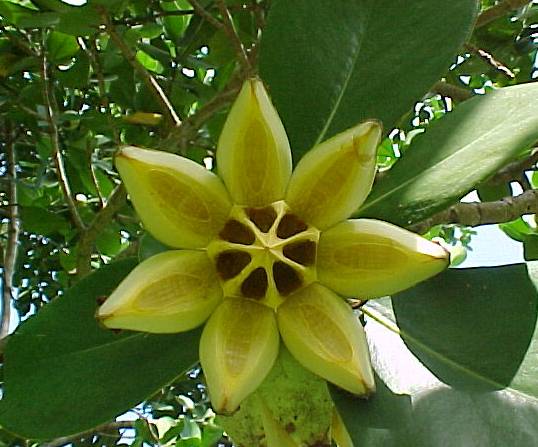 clusia_rosea_3.jpg