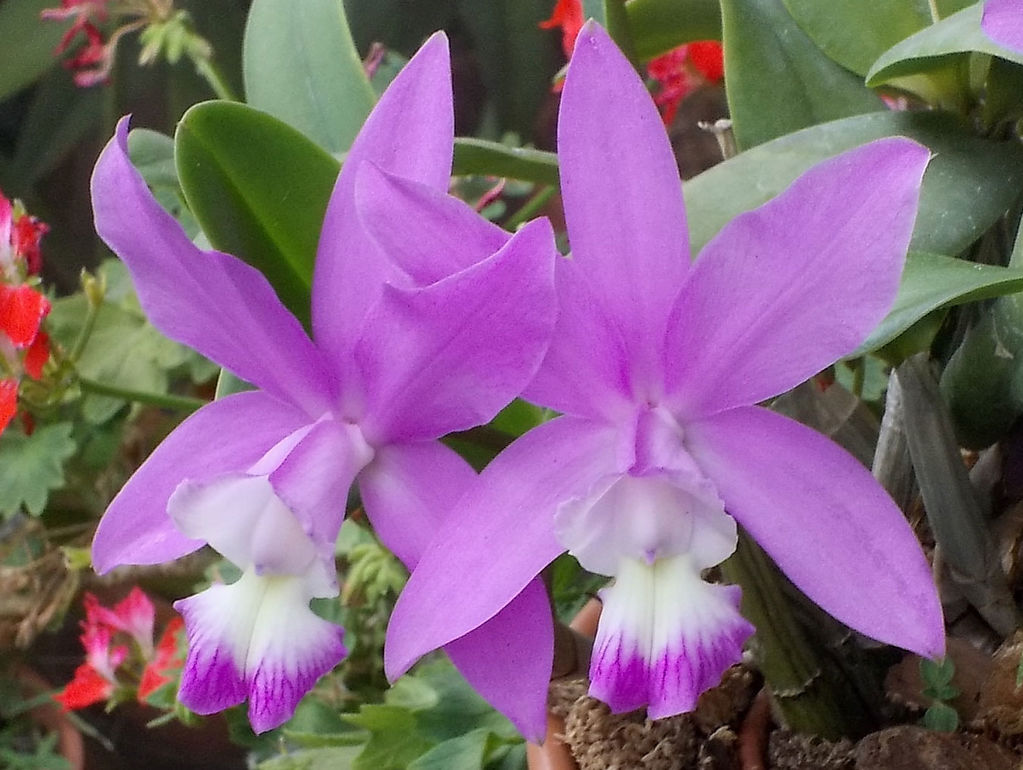 Cmesquitae11.jpg