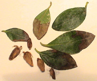 Azalea: fotos de hojas enfermas. ¿Qué tienen?