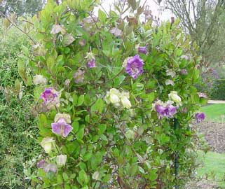 cobaea-scandens.jpg