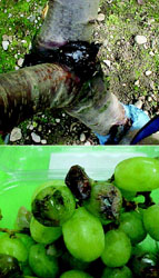 cobre4.jpg