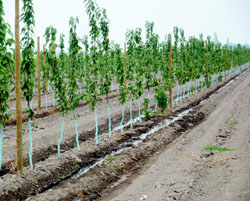 cobre6.jpg