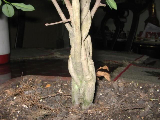 coca003.jpg