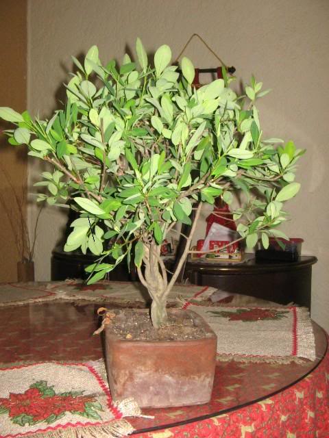 coca004.jpg