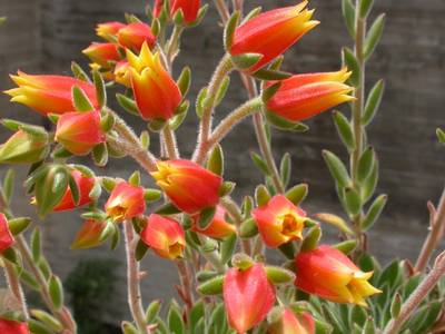 coccinea_flor.jpg