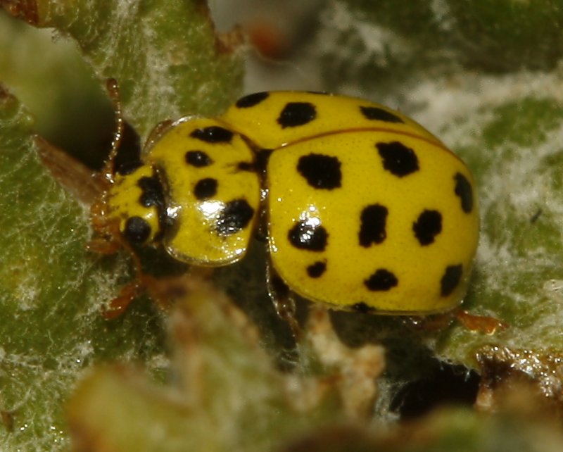 Coccinella_5224.jpg
