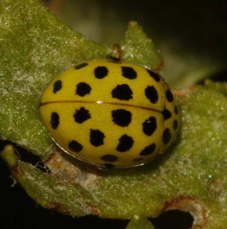 Coccinella_5228.jpg