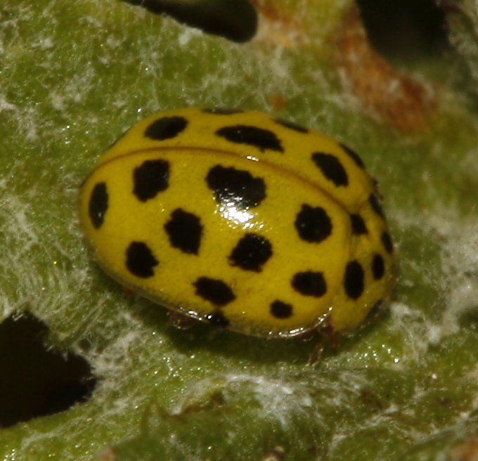 Coccinella_5240.jpg
