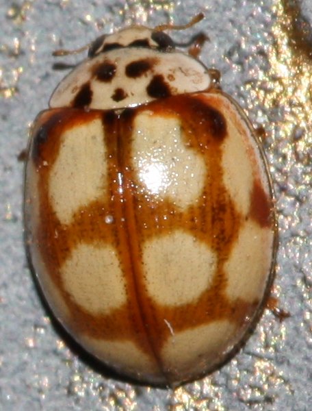 Coccinellidaehoag.jpg