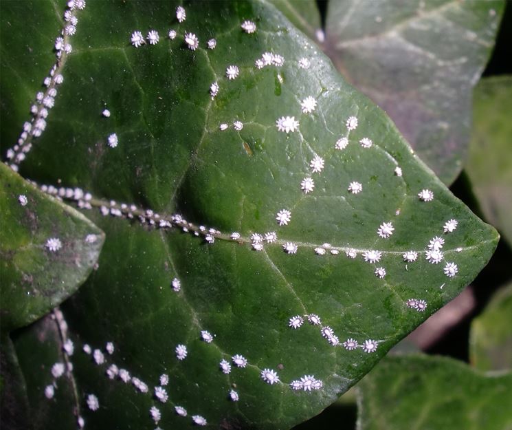cocciniglia_NG9.jpg