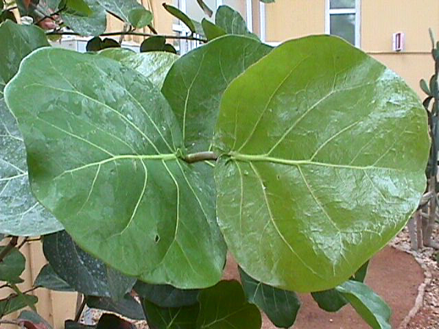 Coccoloba_uvifera_04.jpg