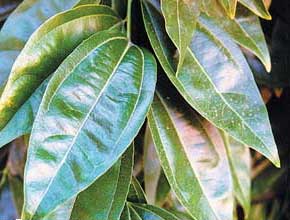 cocculus-laurifolius.jpg