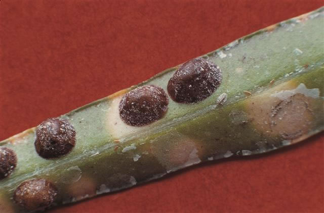 Coccus_hesperidium_BCS00022400.jpg