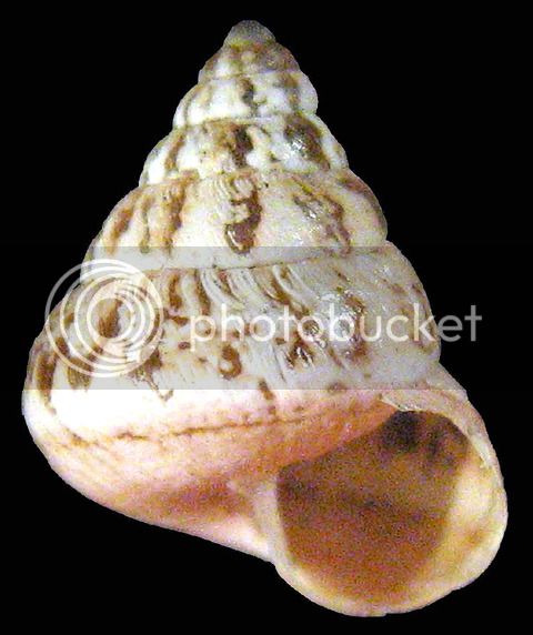 CochCono1KorrFo_zps9futszgd.jpg