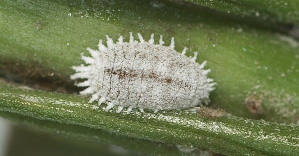cochinilla-algodonosa.jpg