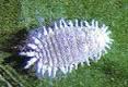 cochinilla-cotonet-pseudoco.jpe