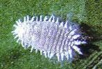 cochinilla-cotonet-pseudoco.jpe