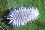 cochinilla-cotonet-pseudoco.jpg