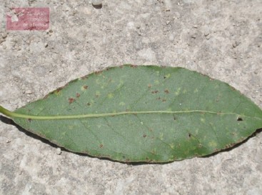 cochinilla1.jpg