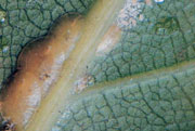 cochinillaceroplastes18.jpg