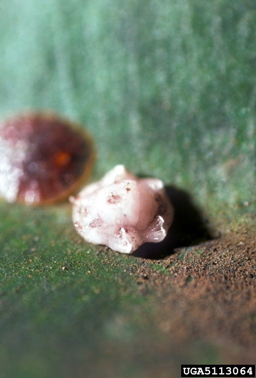cochinillaceroplastesru.jpg