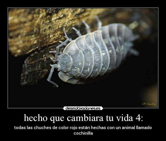 cochinilladehumedad.jpg
