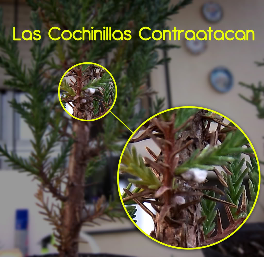 cochinillas.jpg