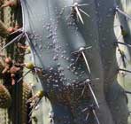 cochinillas_cactus.jpg