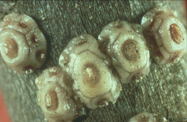 cochinillasceroplastesr.jpg
