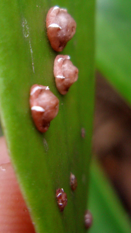 cochinillasceroplastesr.jpg