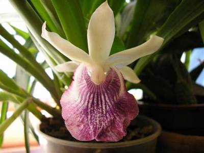 cochleantes07_Small_.JPG