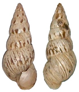 Cochlicella%20acuta%201.jpg