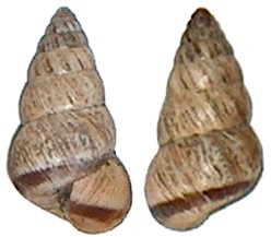Cochlicella%20barbara%201.jpg