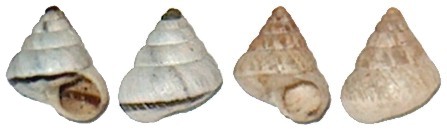 Cochlicella%20conoidea.jpg